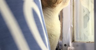 A person gazing out of a window