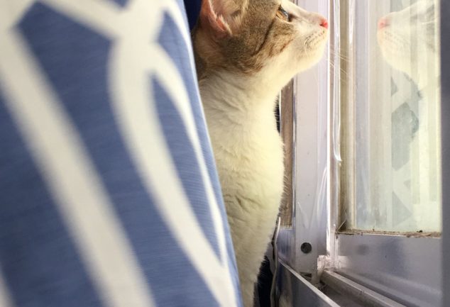 A person gazing out of a window
