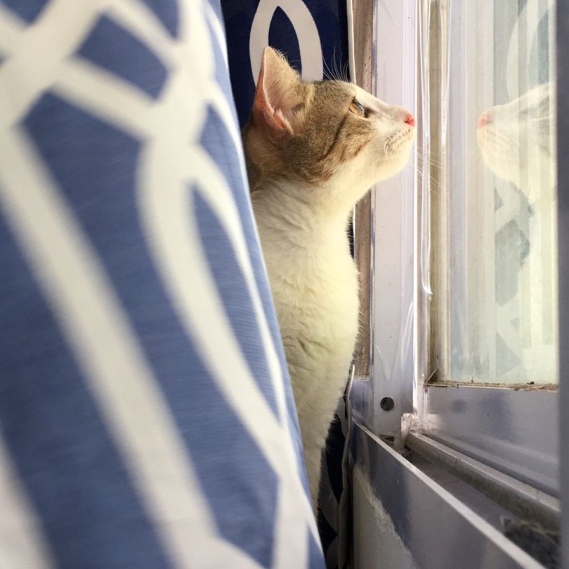 A person gazing out of a window